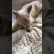 三毛猫ミックス「シャムの子ネコ雫ちゃんが可愛すぎ」