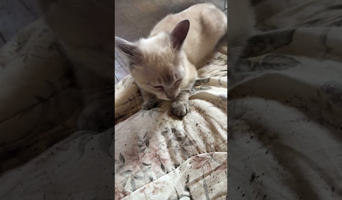 三毛猫ミックス「シャムの子ネコ雫ちゃんが可愛すぎ」