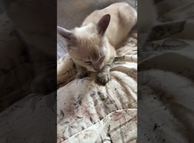 三毛猫ミックス「シャムの子ネコ雫ちゃんが可愛すぎ」