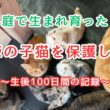 【庭猫保護】庭に住み着いた１１匹の子猫が病気になったので保護して家猫にしました