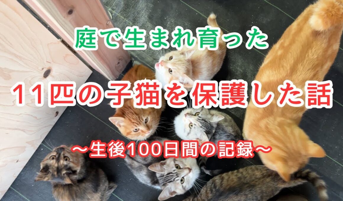 【庭猫保護】庭に住み着いた１１匹の子猫が病気になったので保護して家猫にしました