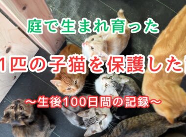 【庭猫保護】庭に住み着いた１１匹の子猫が病気になったので保護して家猫にしました