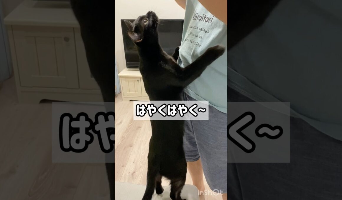 待ちきれない黒猫ボンベイ　#子猫 #cat #かわいい #癒やし #遊び #おもちゃ #ねこ #ねこのいる生活 #ねこのいる暮らし #ねこ動画 #甘えん坊