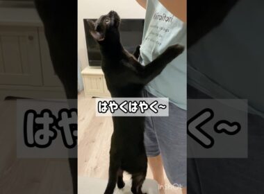 待ちきれない黒猫ボンベイ　#子猫 #cat #かわいい #癒やし #遊び #おもちゃ #ねこ #ねこのいる生活 #ねこのいる暮らし #ねこ動画 #甘えん坊