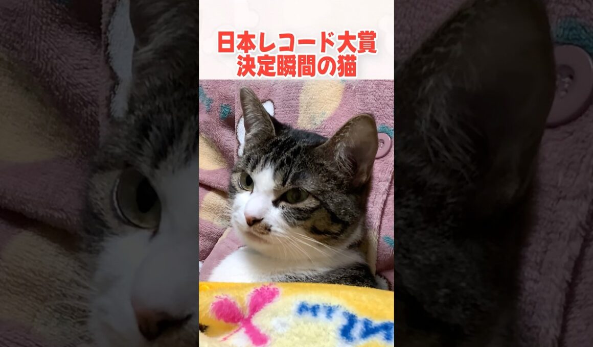 いつものかわいい鳴き声が出ないほど夢中になる子猫 #ねこ #猫 #子猫 #保護猫
