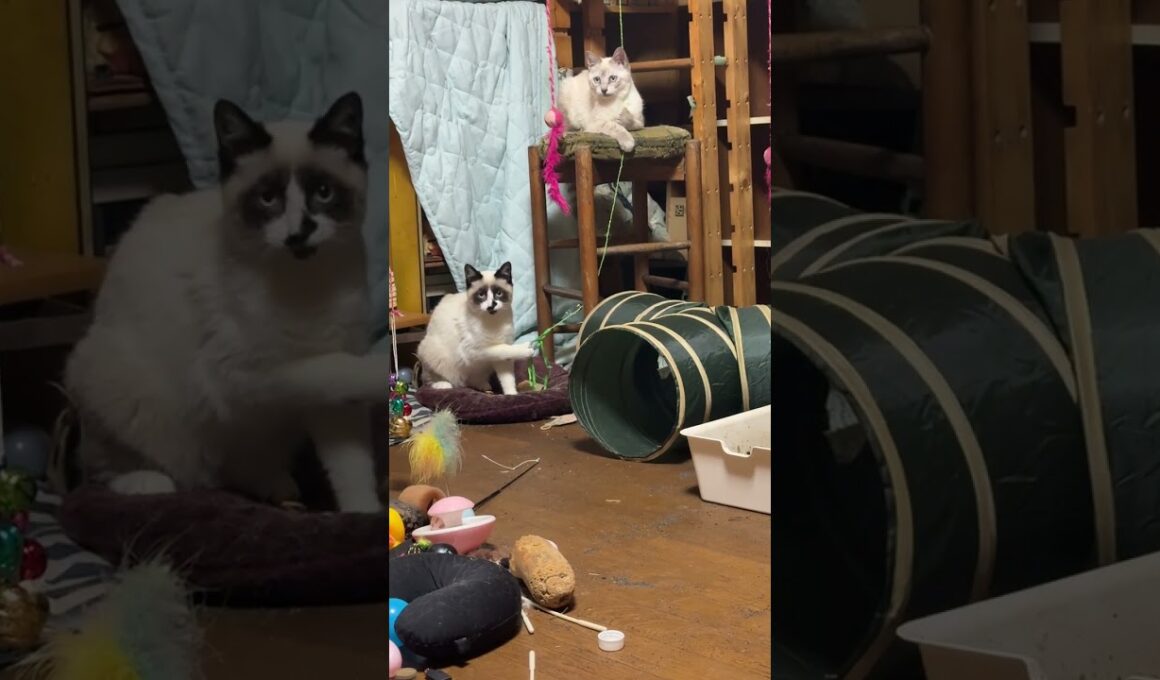 シャムの子ねこ雫とパンダ。仲良く、ネコジャラシで遊んでたら、黒猫の黒夢が見に来て、足を滑らす雫ｗ