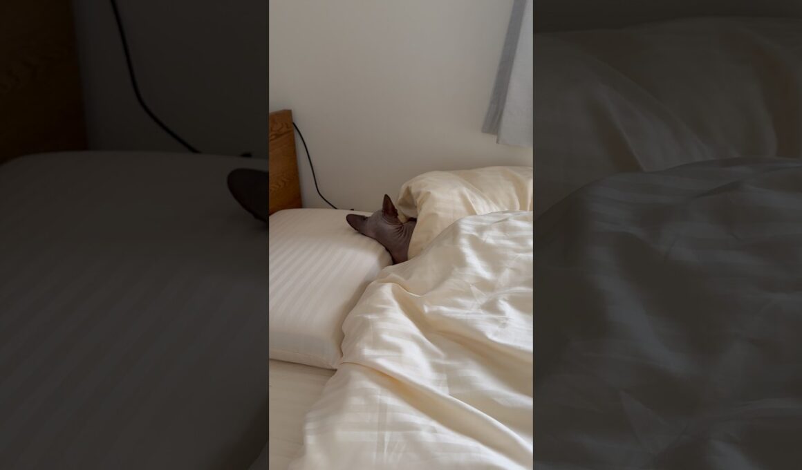 枕を使って眠る猫スルタン【スフィンクス】