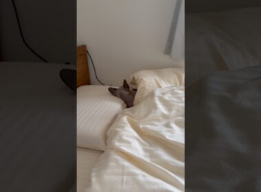 枕を使って眠る猫スルタン【スフィンクス】