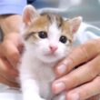 この後姉子猫にもみくちゃにされちゃいました【赤ちゃん猫　保護猫】