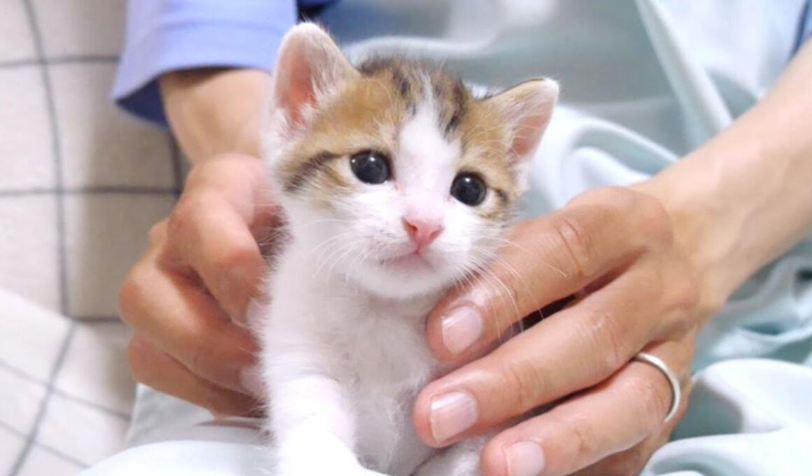 この後姉子猫にもみくちゃにされちゃいました【赤ちゃん猫　保護猫】