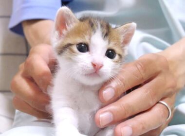 この後姉子猫にもみくちゃにされちゃいました【赤ちゃん猫　保護猫】