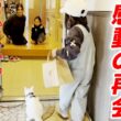 【号泣】涙の別れから五カ月後…保護した子猫との感動の再会【白猫のこさめちゃん】