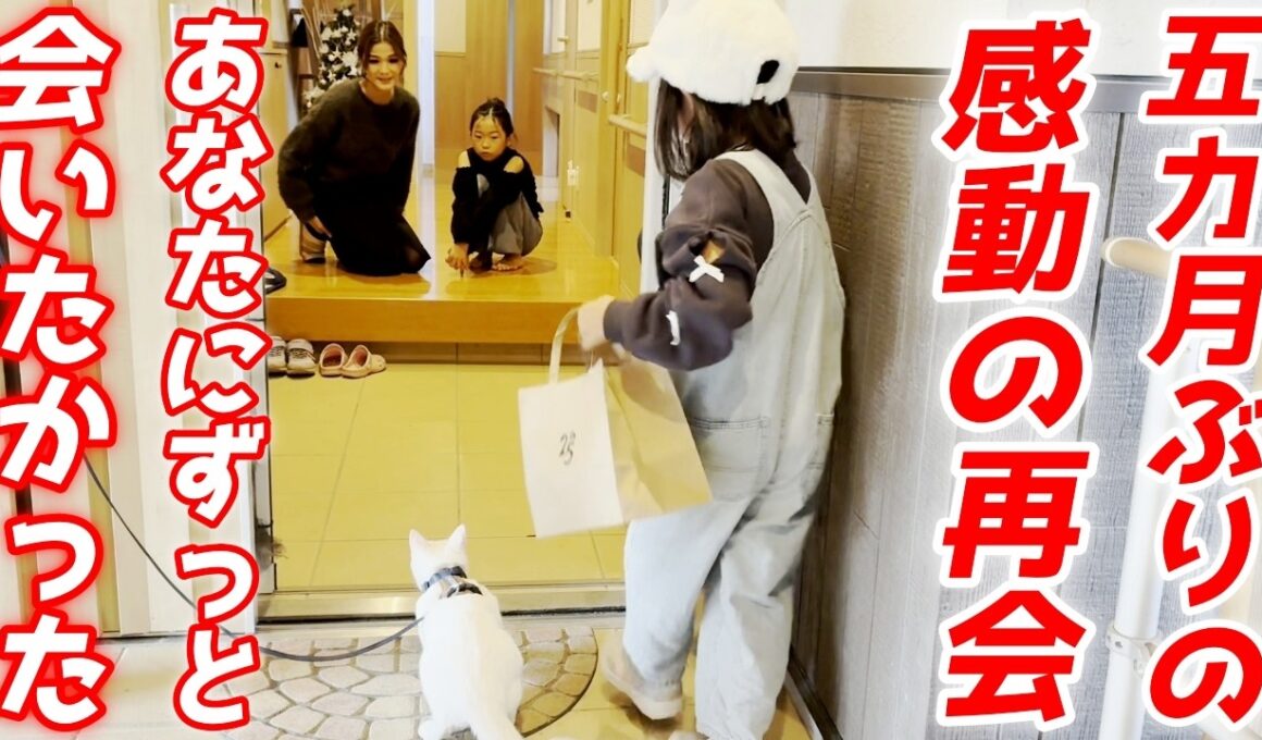 【号泣】涙の別れから五カ月後…保護した子猫との感動の再会【白猫のこさめちゃん】