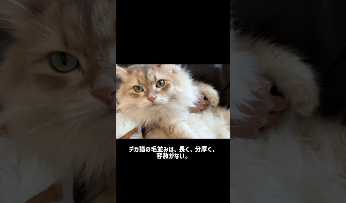 デカ猫に惹かれる理由 #サイベリアン #ノルウェージャンフォレストキャット #メインクーン