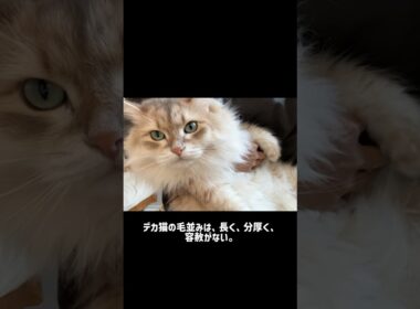 デカ猫に惹かれる理由 #サイベリアン #ノルウェージャンフォレストキャット #メインクーン