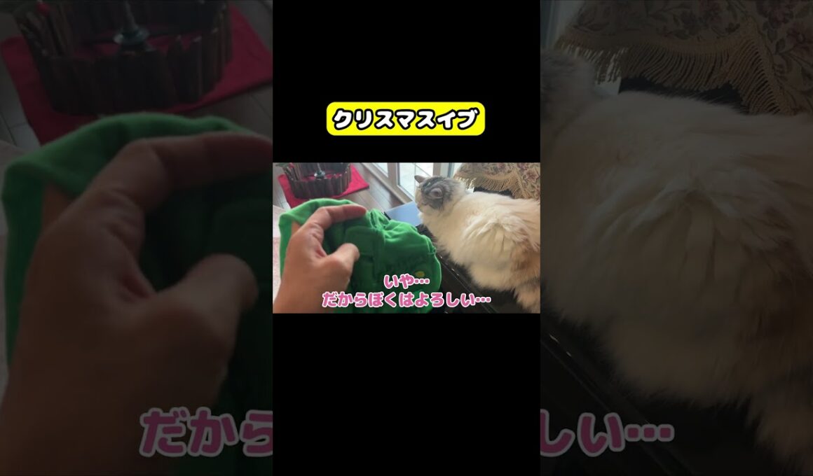 クリスマスイブ　#猫 #おもしろ #アテレコ #ニャンチューバーつくし