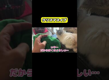 クリスマスイブ　#猫 #おもしろ #アテレコ #ニャンチューバーつくし