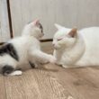 先住猫に突撃した子猫の結末は‥【坊ちゃん日記#19＆たこやき君日記】The kitten charging at the resident cat