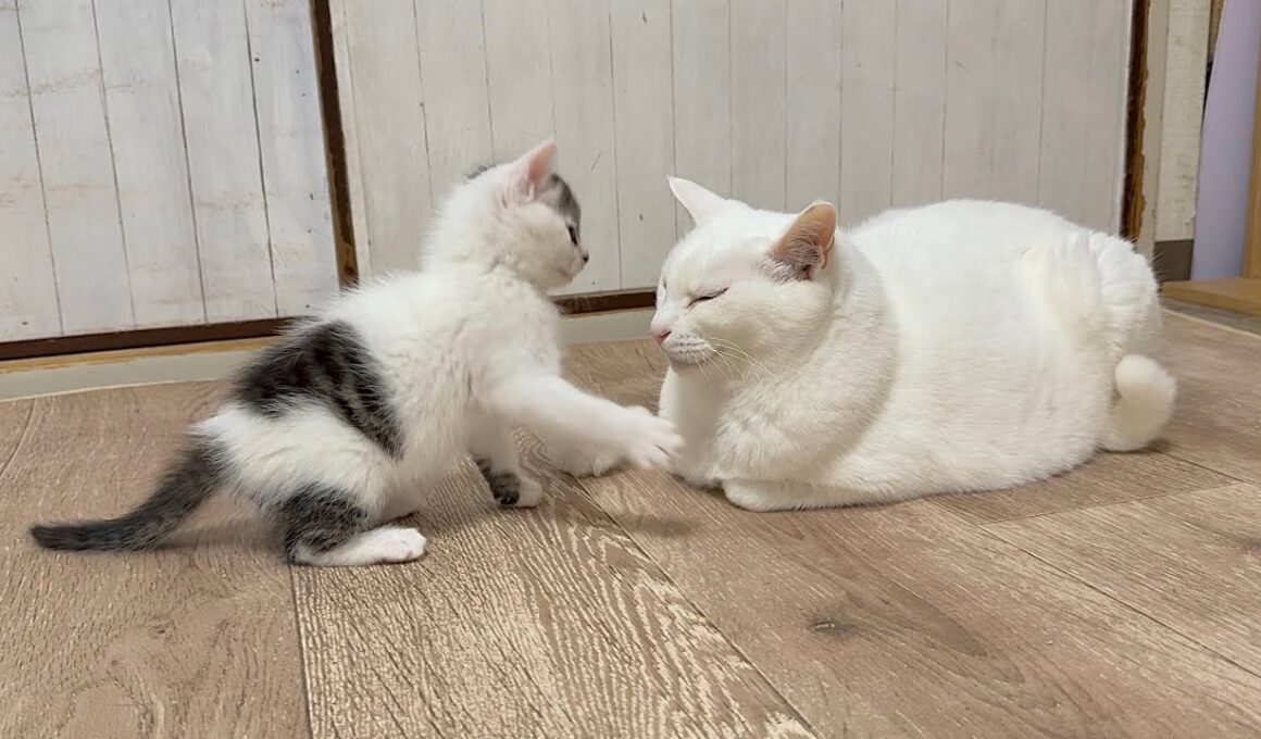 先住猫に突撃した子猫の結末は‥【坊ちゃん日記#19＆たこやき君日記】The kitten charging at the resident cat