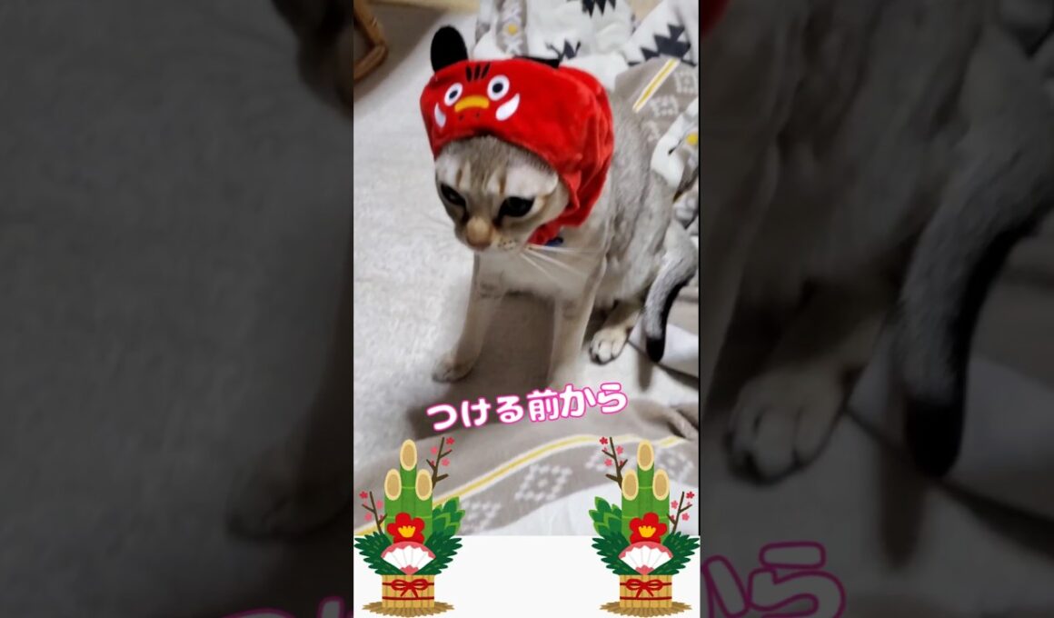 つける前からわかってたよ～ #ねこ癒し #シンガプーラ #cutecat