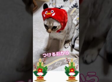 つける前からわかってたよ～ #ねこ癒し #シンガプーラ #cutecat