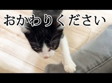 甘えながらおかわりを要求する子猫