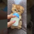 🔥子猫のミルク時間🍼 #adorable #kitten #catvideos #cat #catshorts #relaxing #satisfying #asmr#猫#子猫#asmr