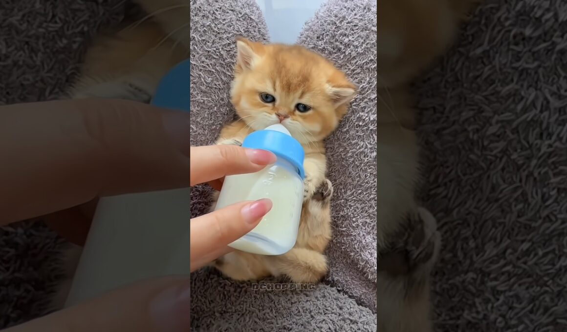 🔥子猫のミルク時間🍼 #adorable #kitten #catvideos #cat #catshorts #relaxing #satisfying #asmr#猫#子猫#asmr