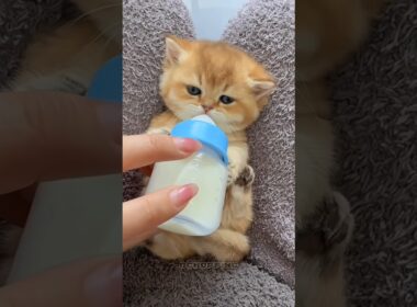 🔥子猫のミルク時間🍼 #adorable #kitten #catvideos #cat #catshorts #relaxing #satisfying #asmr#猫#子猫#asmr