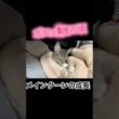 大型猫メインクーンの成長 #cat #猫のいる暮らし #ねこのいる生活 #猫動画 #shorts