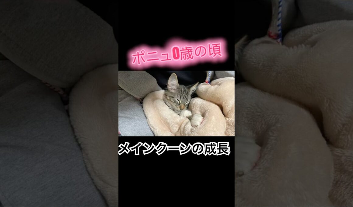 大型猫メインクーンの成長 #cat #猫のいる暮らし #ねこのいる生活 #猫動画 #shorts