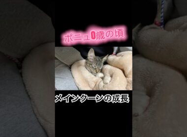 大型猫メインクーンの成長 #cat #猫のいる暮らし #ねこのいる生活 #猫動画 #shorts
