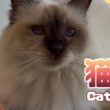 バーマン猫ラフ【猫年】Cat year（バーマン猫）Birman/Cat