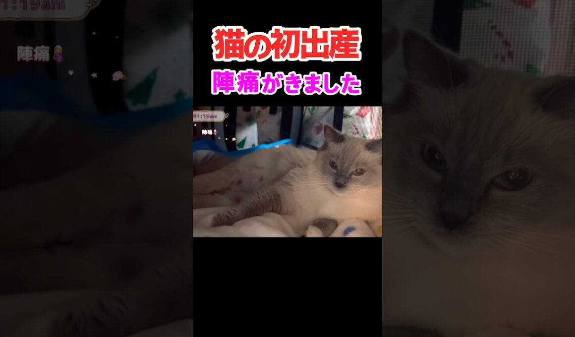 妊娠して初めての陣痛😿【子猫出産】 #shorts #ラグドール #出産