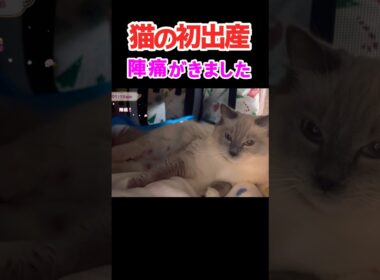妊娠して初めての陣痛😿【子猫出産】 #shorts #ラグドール #出産