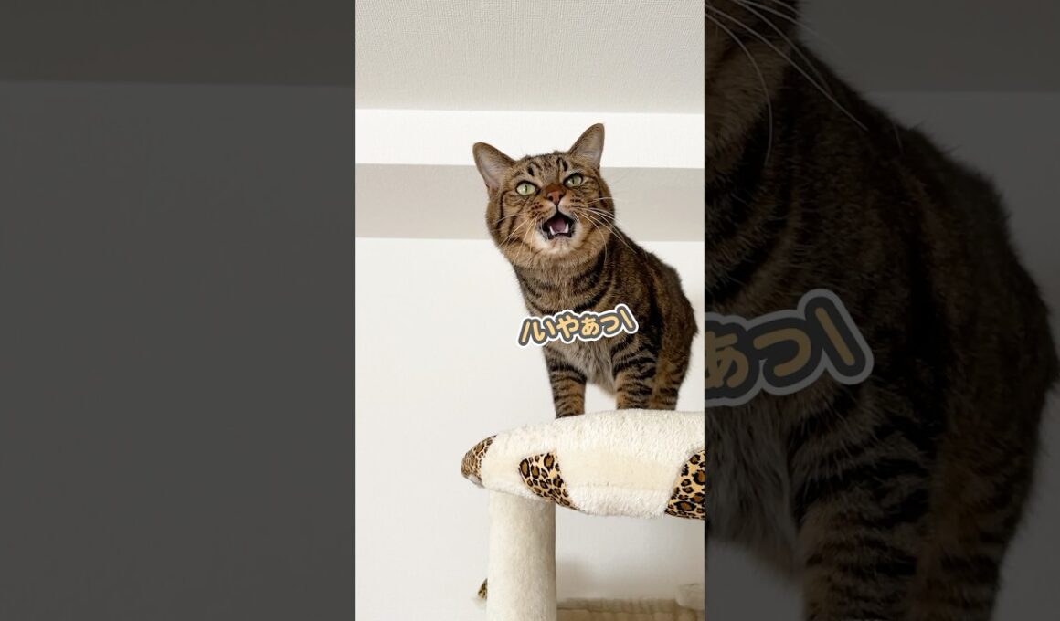 子猫の時から6年経っても、飼い主に甘えん坊な猫