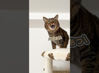 子猫の時から6年経っても、飼い主に甘えん坊な猫