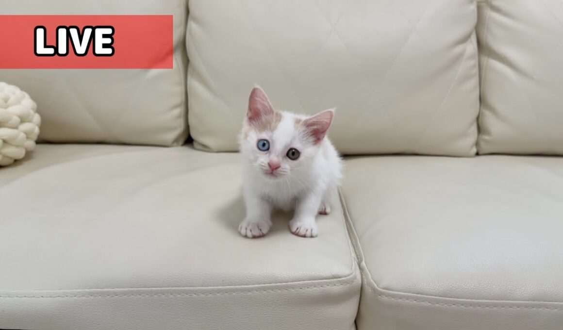 我が家の新入り子猫について。