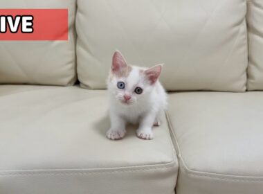 我が家の新入り子猫について。
