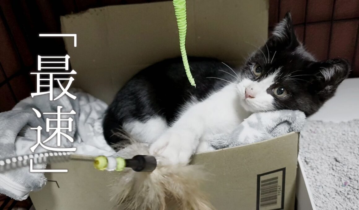 予定外に捕獲器に入った子猫。家猫になるまでが早すぎた。【保護猫 子猫】