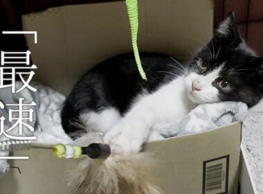 予定外に捕獲器に入った子猫。家猫になるまでが早すぎた。【保護猫 子猫】