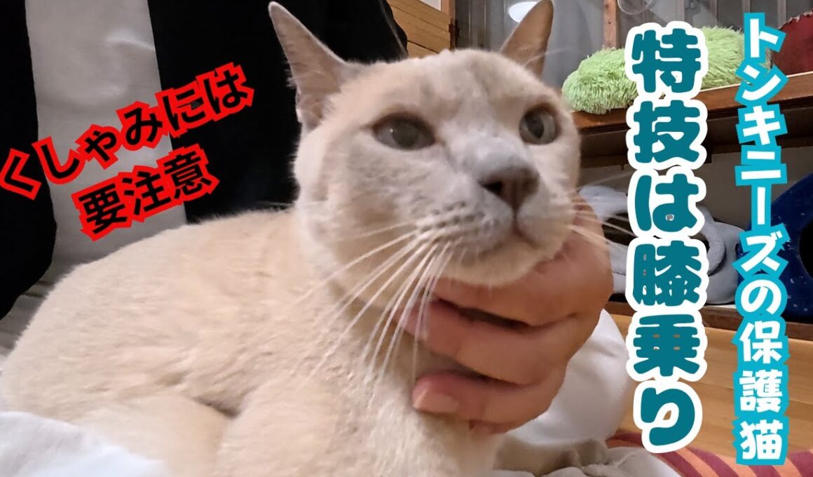 多頭飼育崩壊から保護のトンキニーズの癒し膝乗りの甘えん坊でもくしゃみに要注意（保護猫カフェキャットスペース）中崎町Rescuing Tonkinese from Animal Hoarding