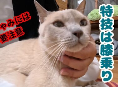 多頭飼育崩壊から保護のトンキニーズの癒し膝乗りの甘えん坊でもくしゃみに要注意（保護猫カフェキャットスペース）中崎町Rescuing Tonkinese from Animal Hoarding