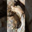 三毛猫ミックス、鳴く中、眠る三連星。キジシロのルル、シャムの子ネコ雫、黒猫の子ネコ黒夢