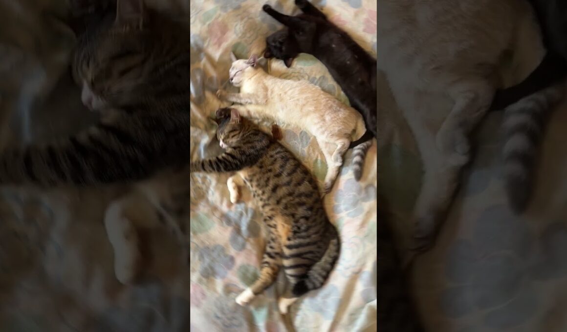 三毛猫ミックス、鳴く中、眠る三連星。キジシロのルル、シャムの子ネコ雫、黒猫の子ネコ黒夢