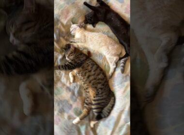 三毛猫ミックス、鳴く中、眠る三連星。キジシロのルル、シャムの子ネコ雫、黒猫の子ネコ黒夢