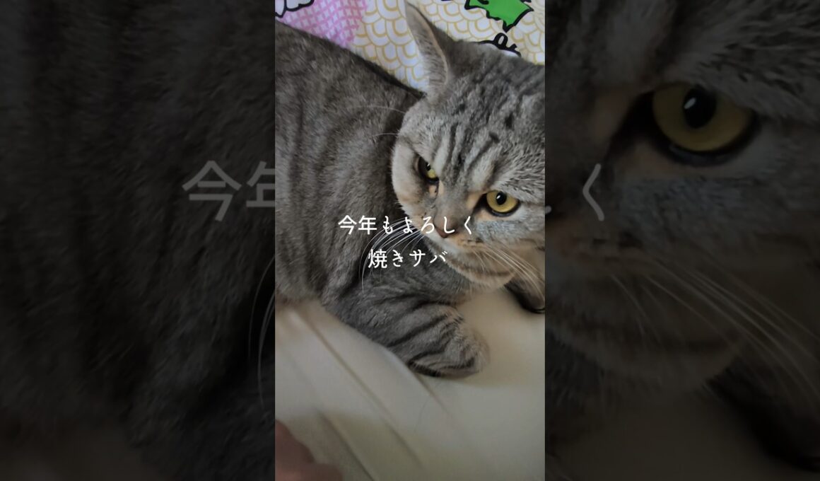 新年もこてつと焼きサバをお願いします