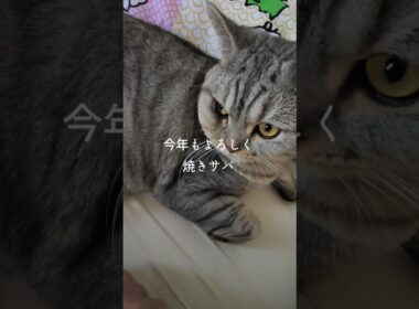 新年もこてつと焼きサバをお願いします