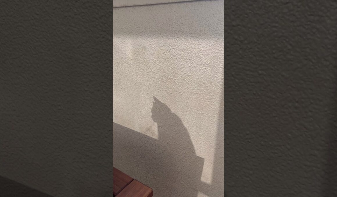 今年は猫年？のつむやま〜【シャルトリューつむやまの明けましておめでとう！日記】 #猫 #cat #chartreux #シャルトリュー #ねこ #あけおめ #ネコ #福山市 #広島県 #お正月