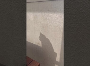 今年は猫年？のつむやま〜【シャルトリューつむやまの明けましておめでとう！日記】 #猫 #cat #chartreux #シャルトリュー #ねこ #あけおめ #ネコ #福山市 #広島県 #お正月